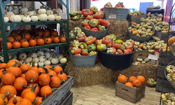 Featured image of post The Pumpkin