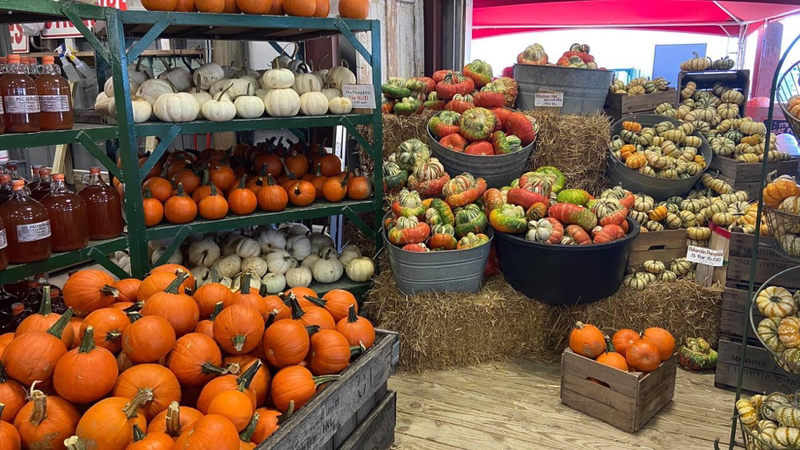 Featured image of post The Pumpkin